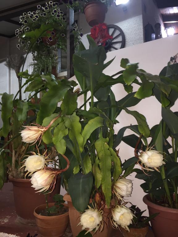 Apartmán Estia Vasilis Manoli Ayia Napa Exteriér fotografie